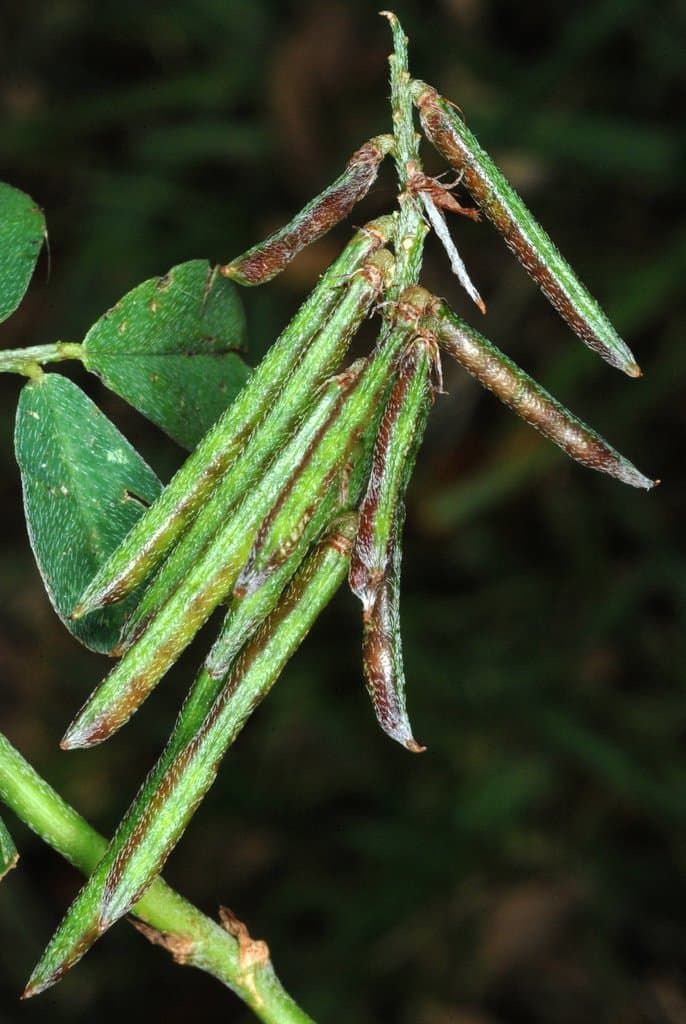 Indigofera spicata Forssk.