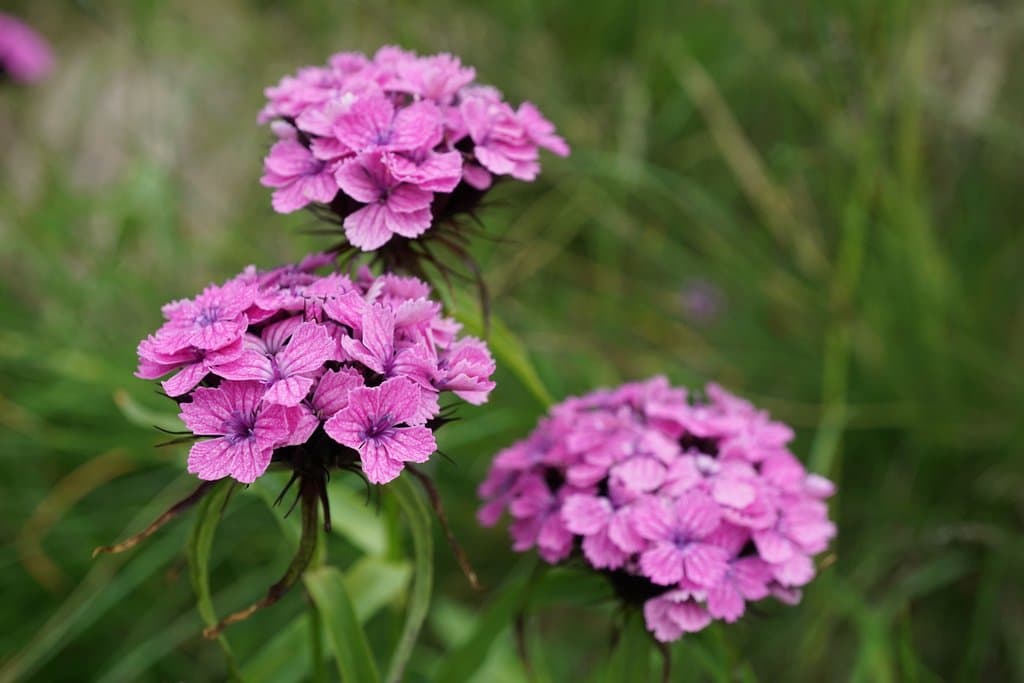 Dianthus barbatus L.