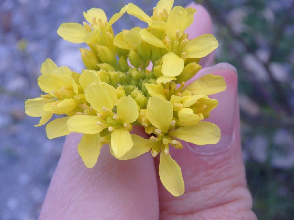 Brassica elongata Ehrh.