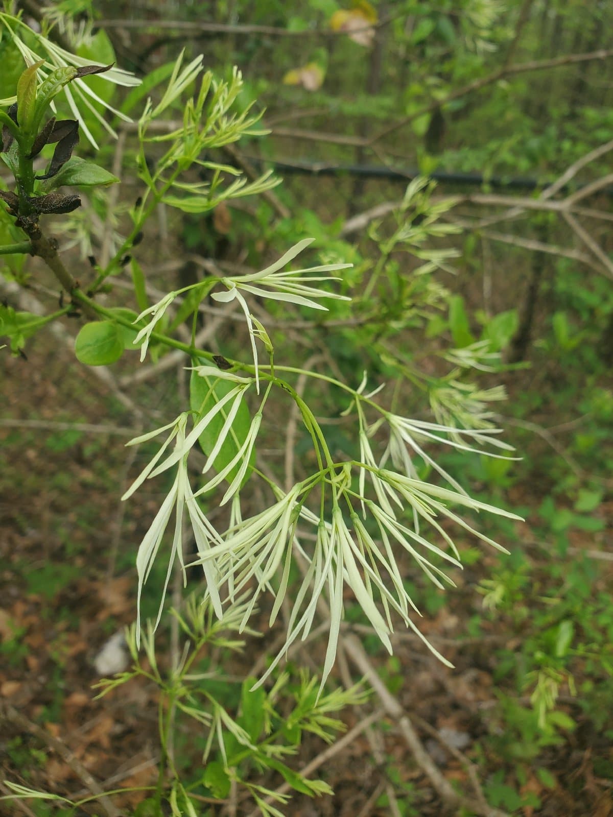 Chionanthus virginicus L.
