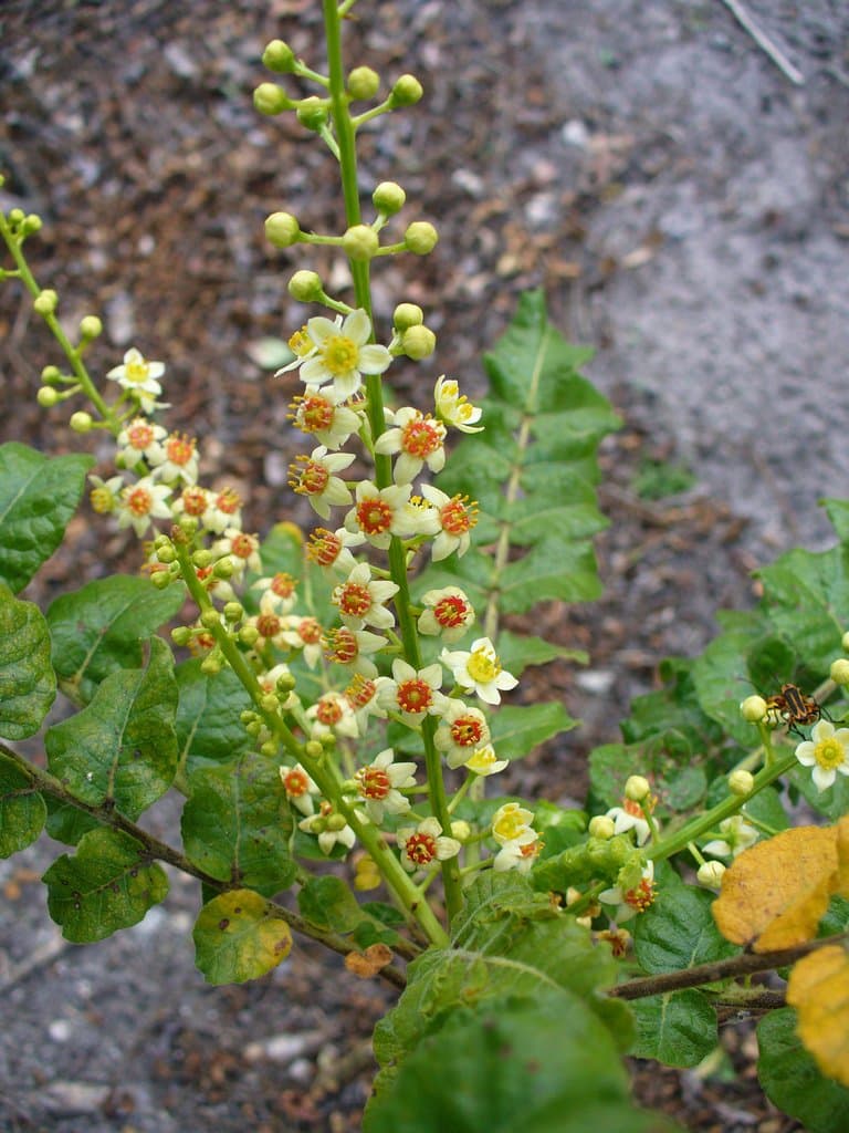 Boswellia sacra Flück.