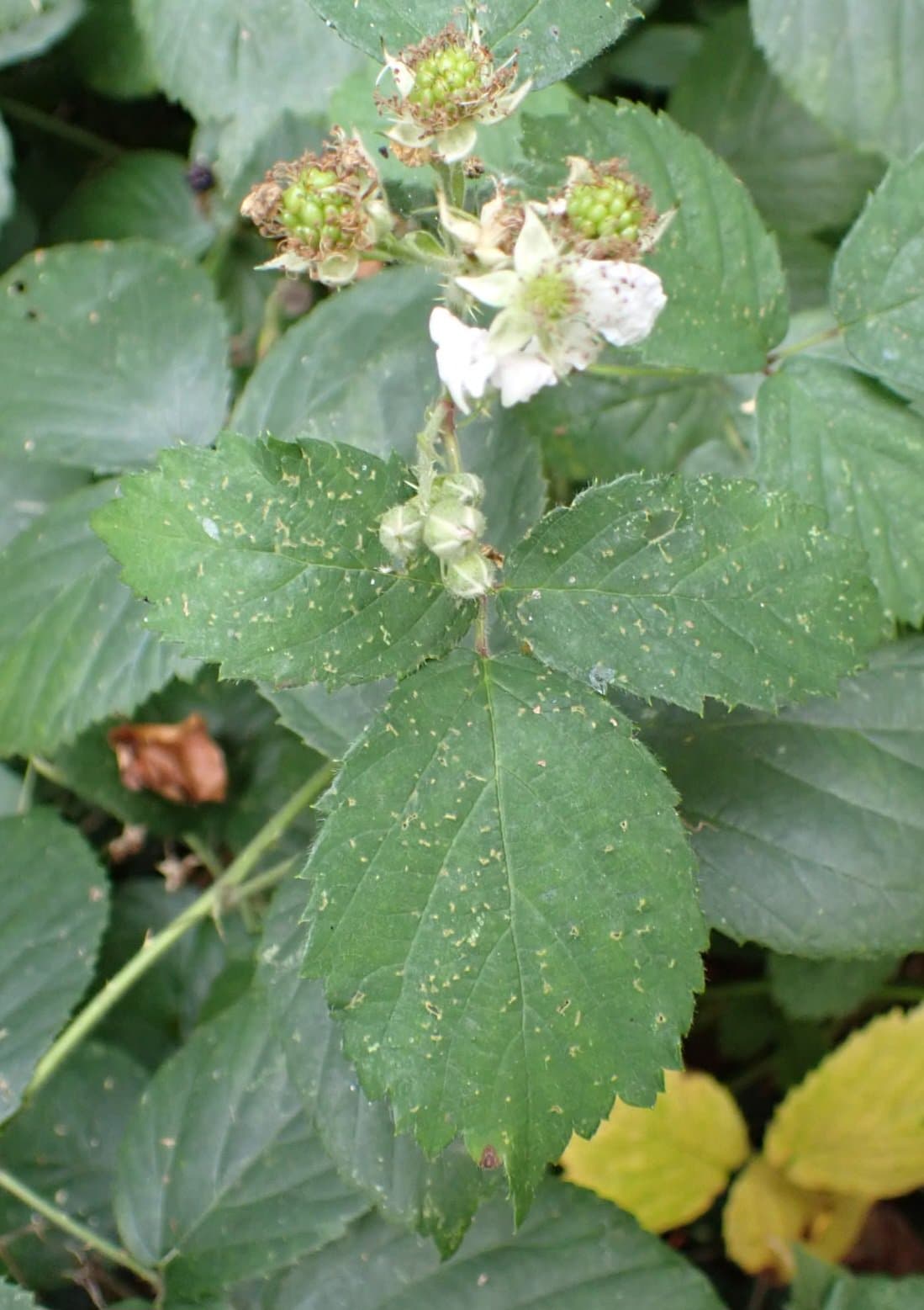 Rubus sciocharis (Sudre) W.C.R.Watson