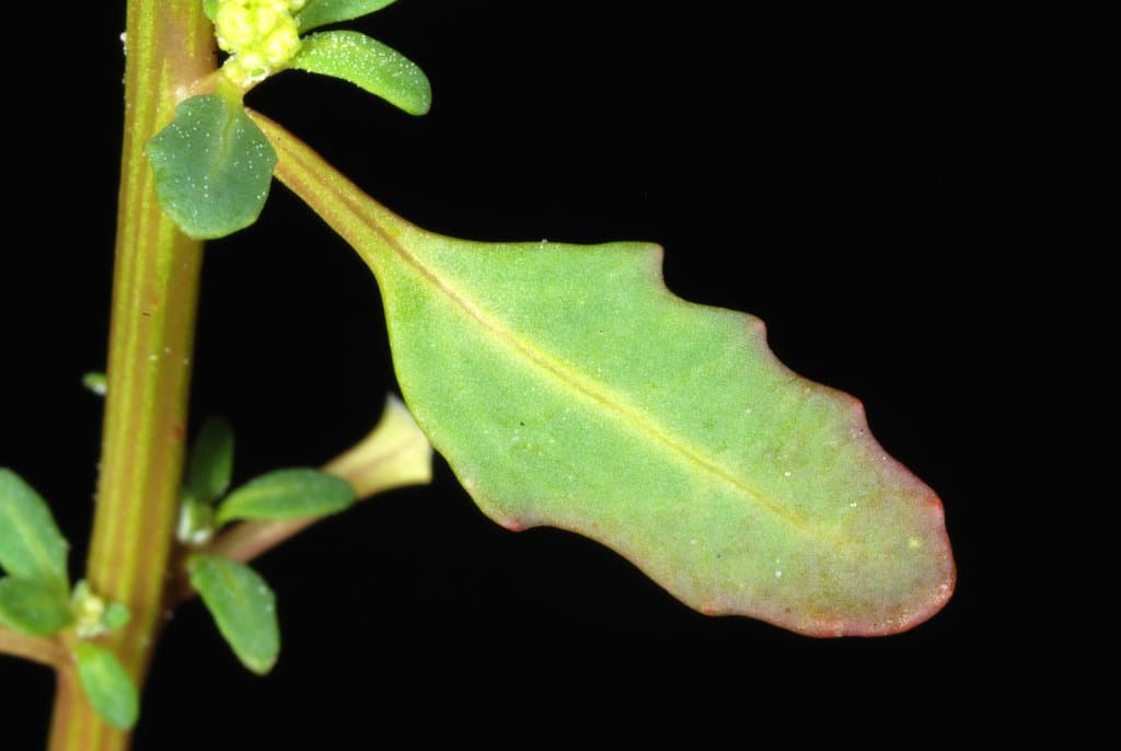 Oxybasis glauca (L.) S.Fuentes, Uotila & Borsch