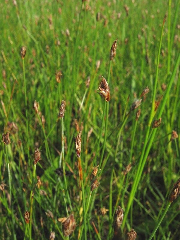 Eleocharis quinqueflora (Hartmann) O.Schwarz