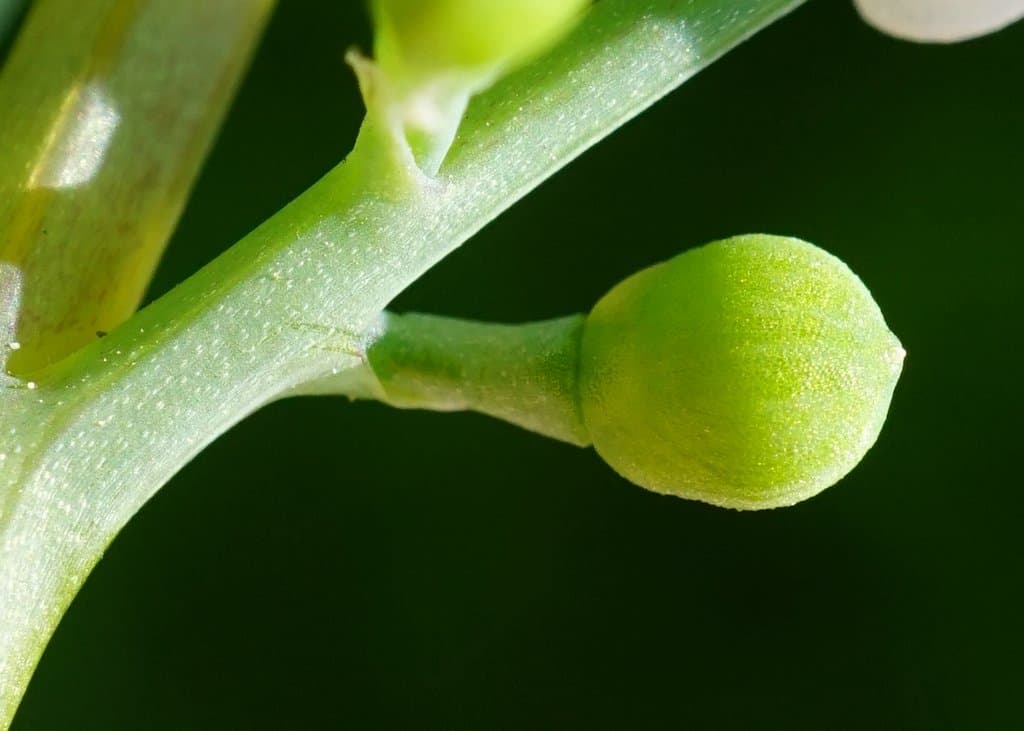 Fumaria vaillantii Loisel.