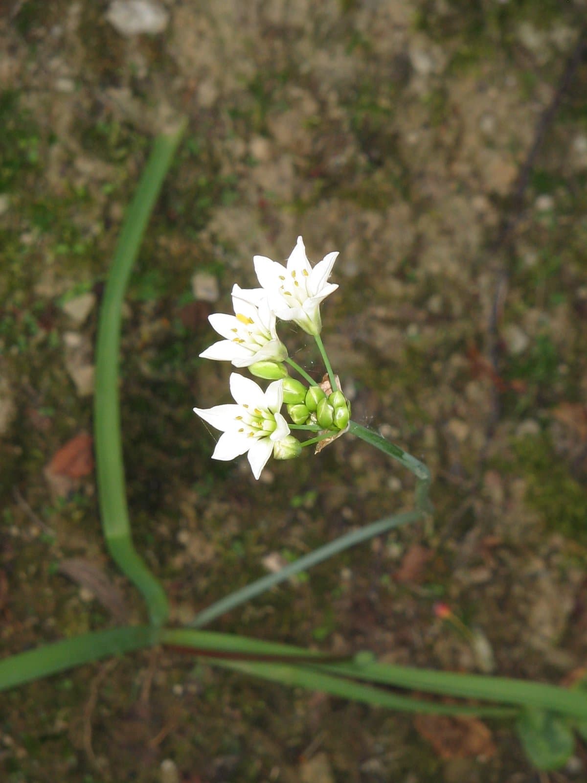 Allium zebdanense Boiss. & Noë