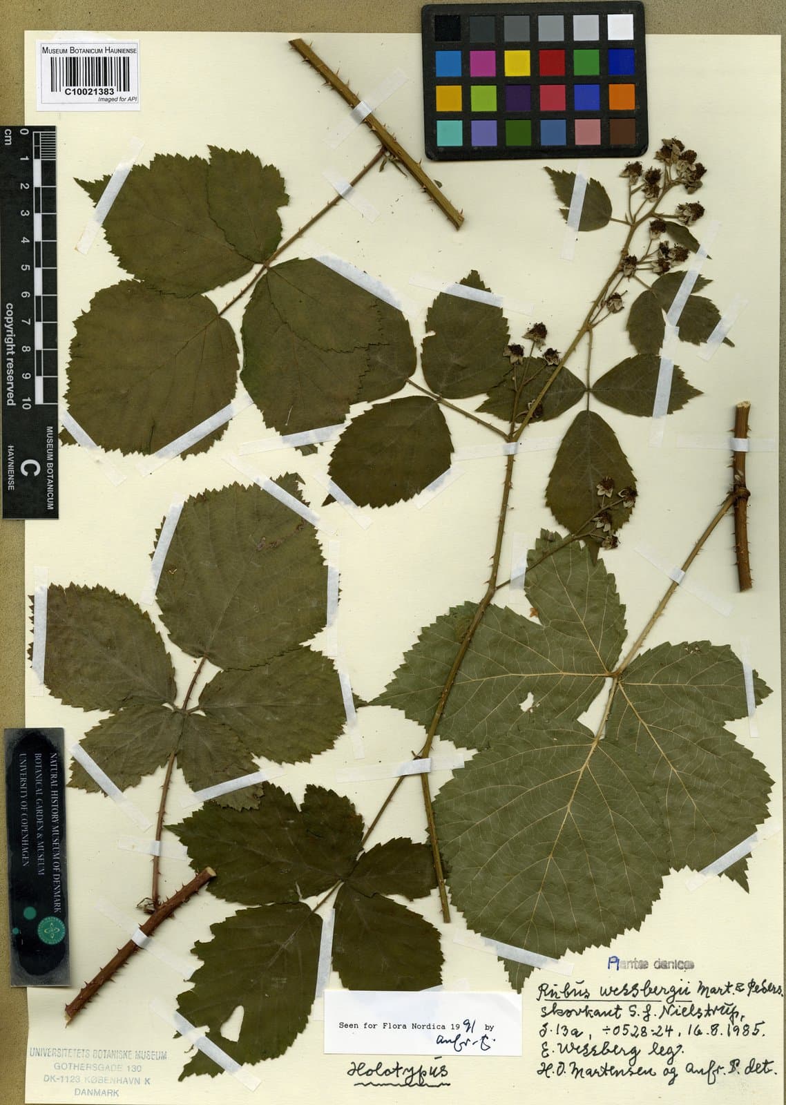 Rubus wessbergii A.Pedersen & Walsemann