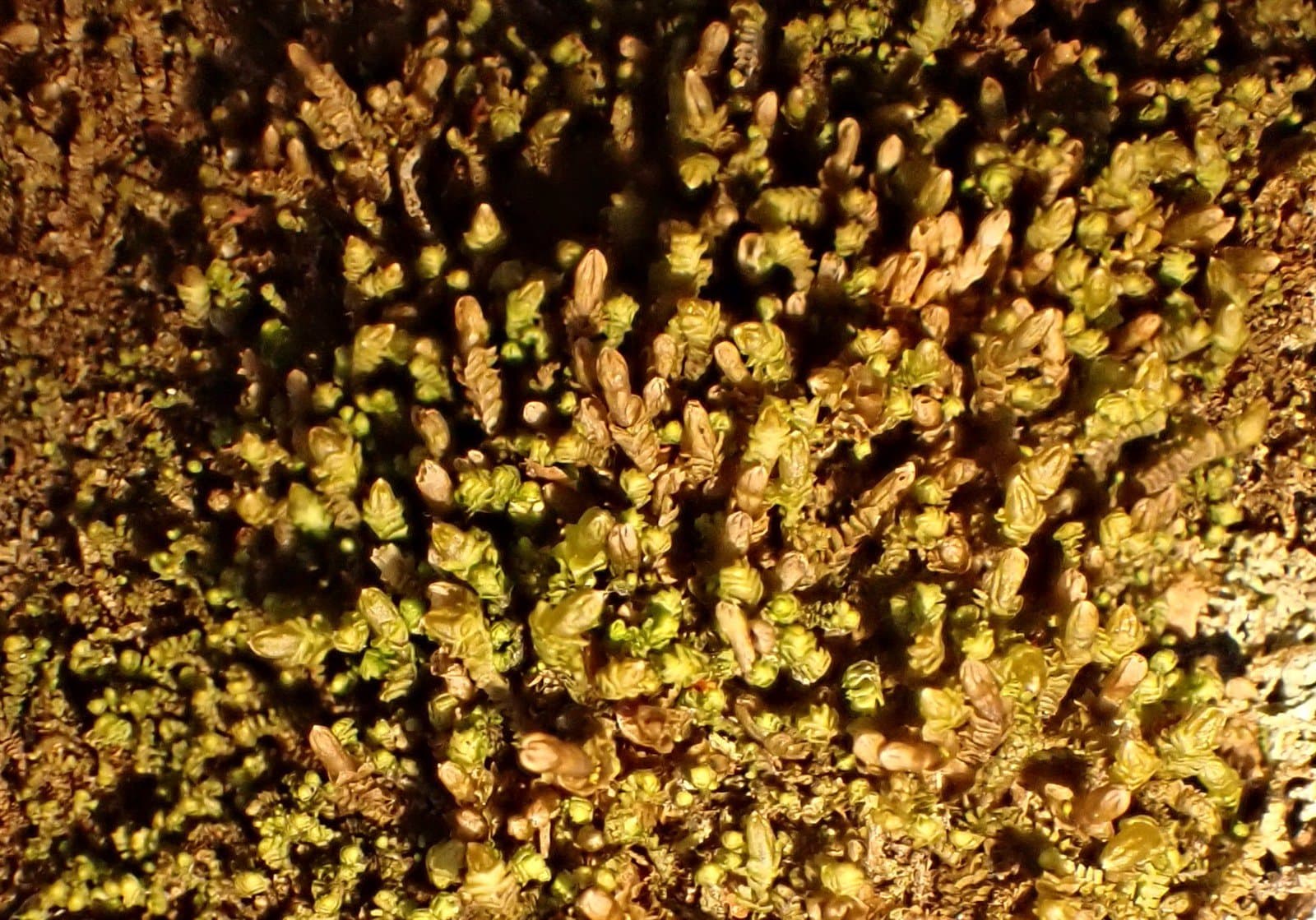Anastrophyllum michauxii (F.Weber) H.Buch