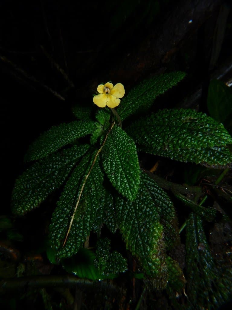 Reldia grandiflora L.P.Kvist & L.E.Skog