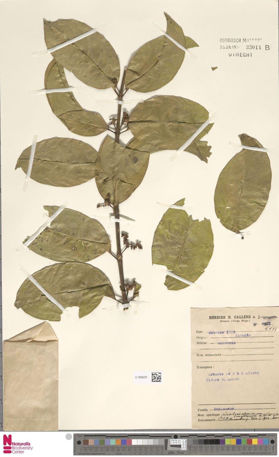 Craterispermum congolanum De Wild. & T.Durand