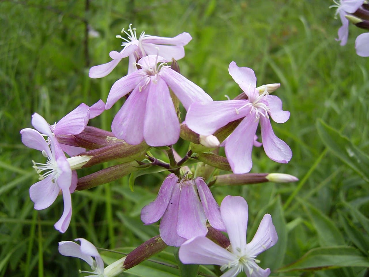 Saponaria officinalis L.