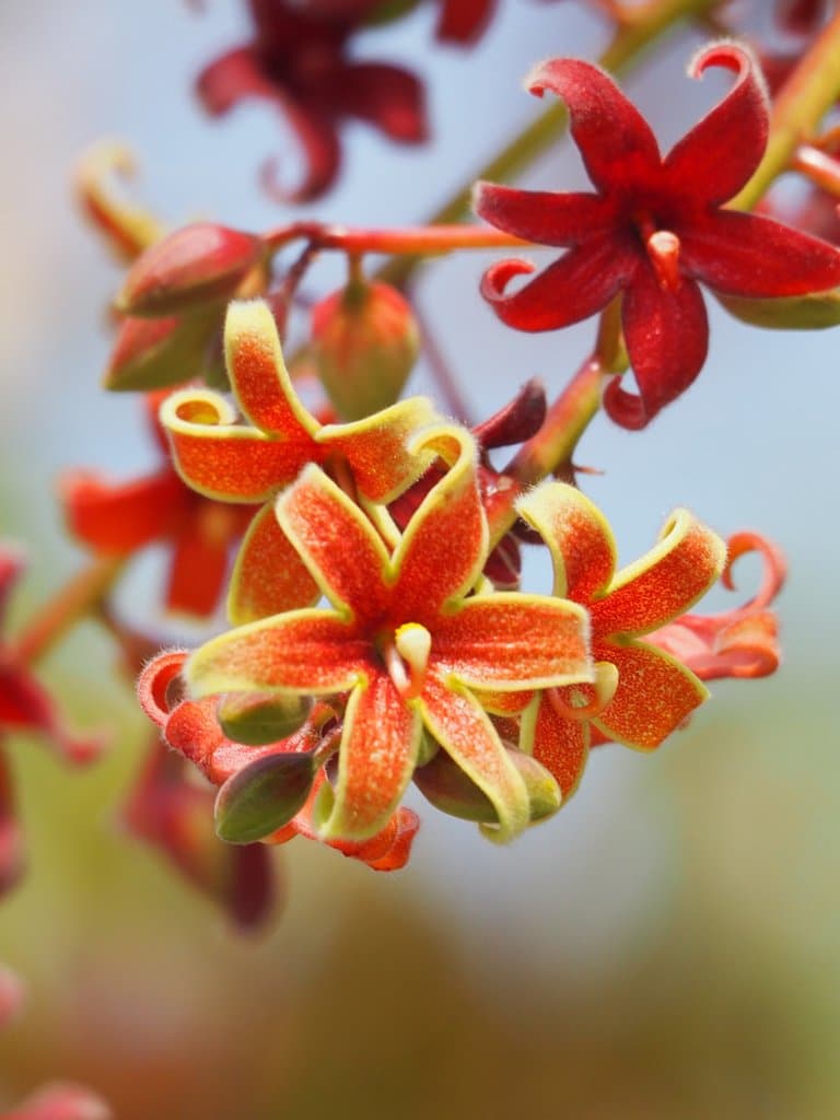 Sterculia foetida L.