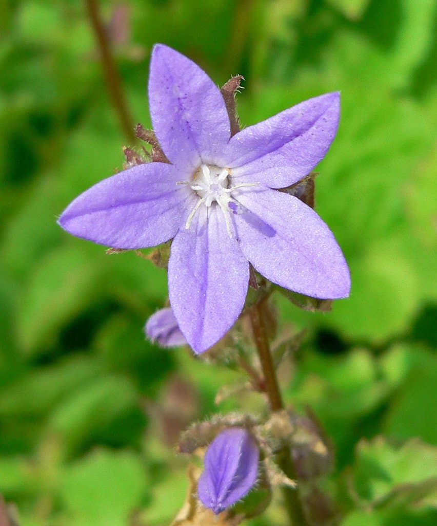 Campanula poscharskyana Degen