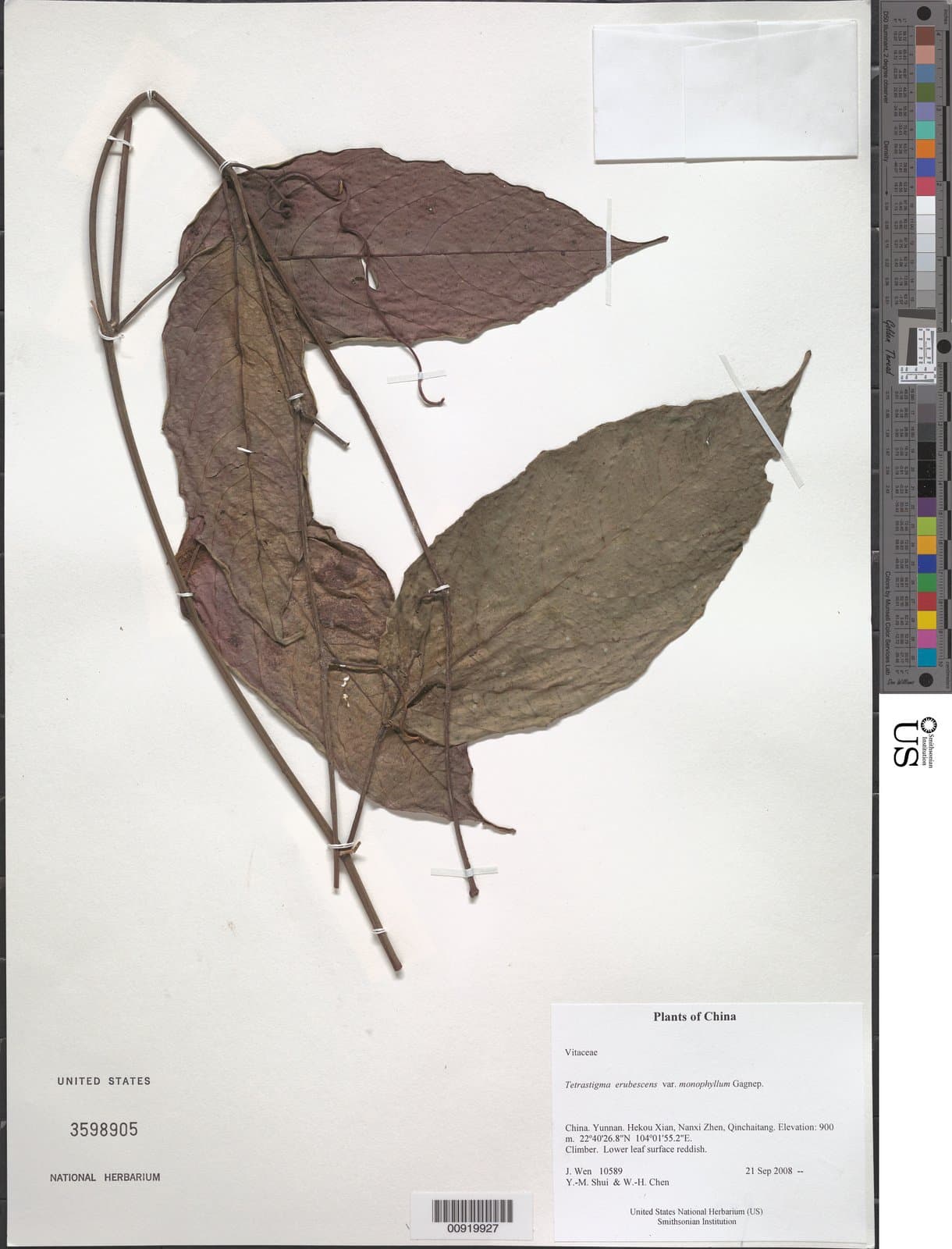 Tetrastigma erubescens Planch.