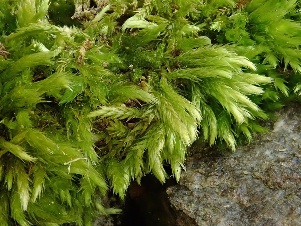 Brachythecium tommasinii (Sendtn. ex Boulay) Ignatov & Huttunen