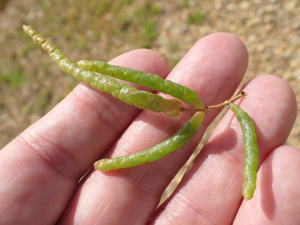 Salicornia procumbens Sm.