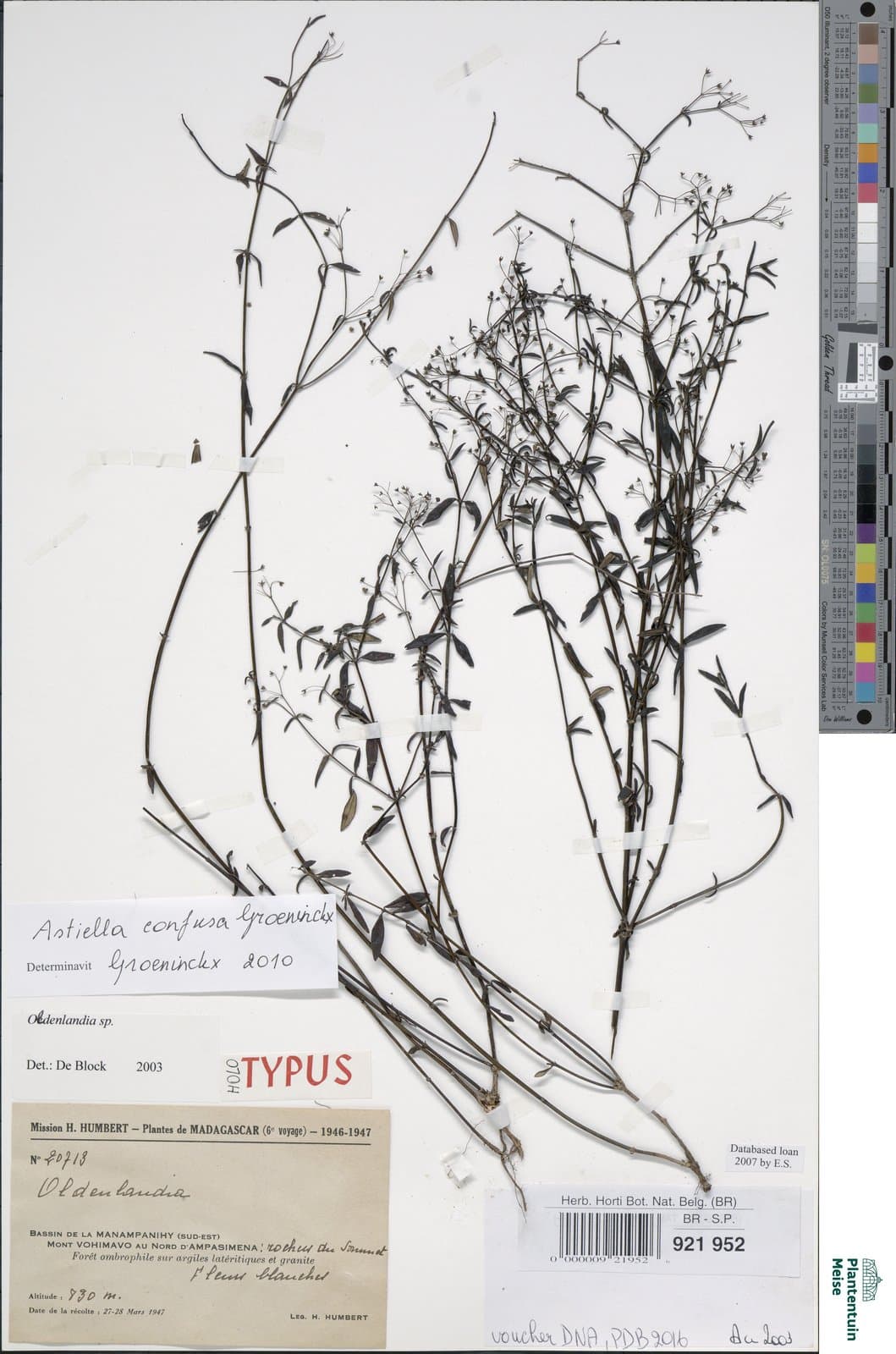 Astiella confusa Groeninckx