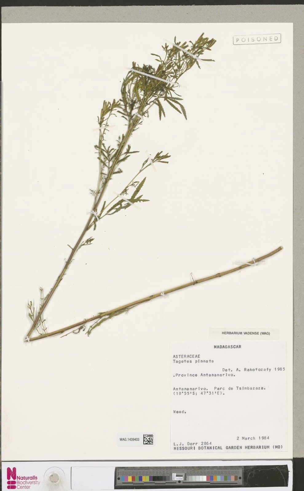Tagetes pinnata