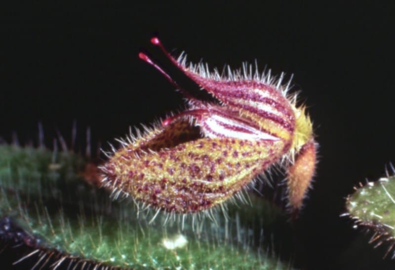 Dresslerella pilosissima (Schltr.) Luer