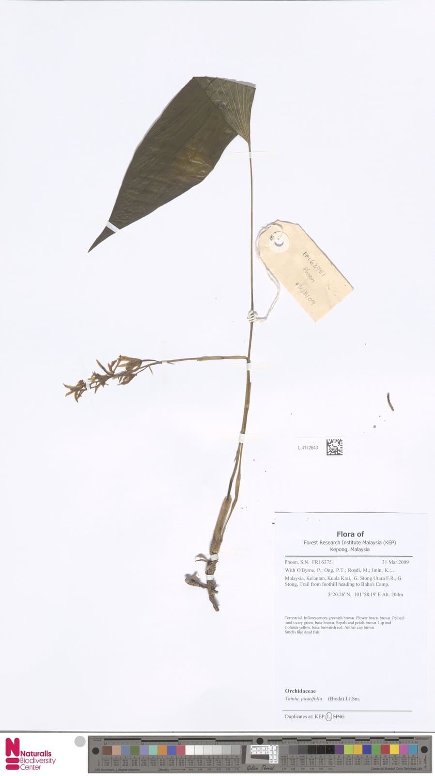 Tainia paucifolia (Breda) J.J.Sm.