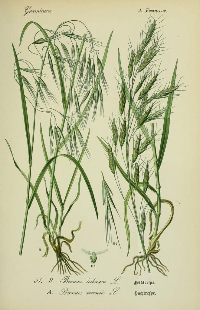Bromus arvensis L.