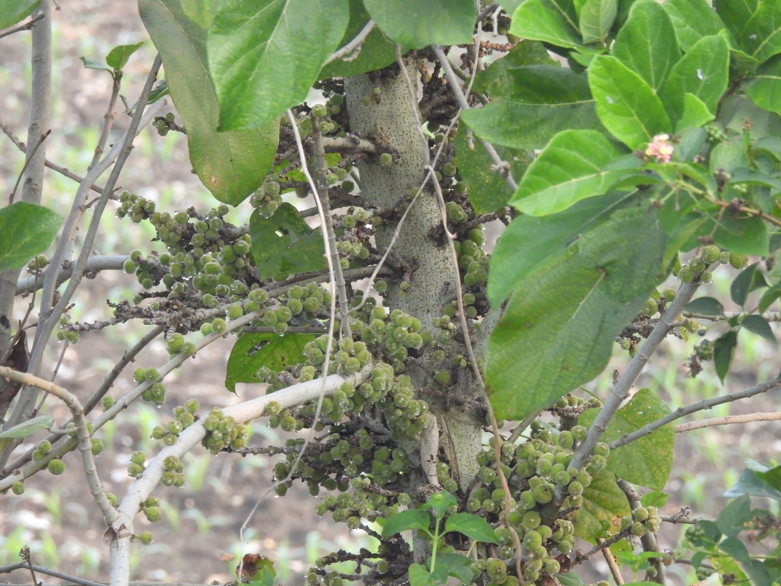 Ficus hispida L.fil.