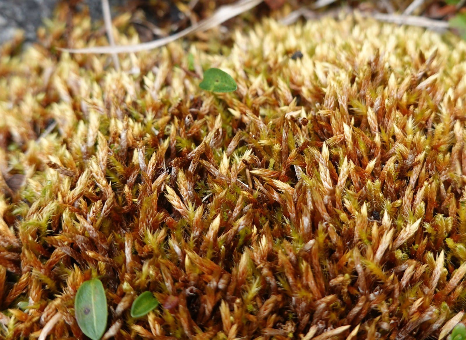 Orthothecium chryseon (Schwägr.) Schimp.