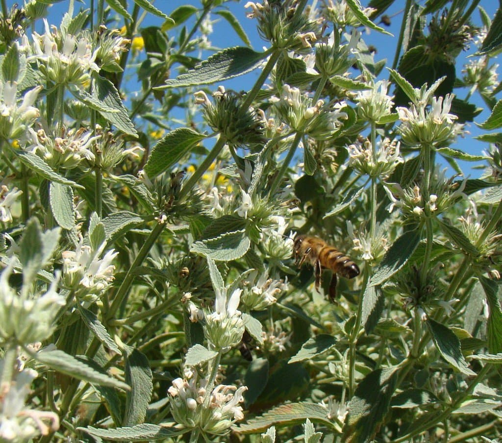 Marrubium peregrinum L.