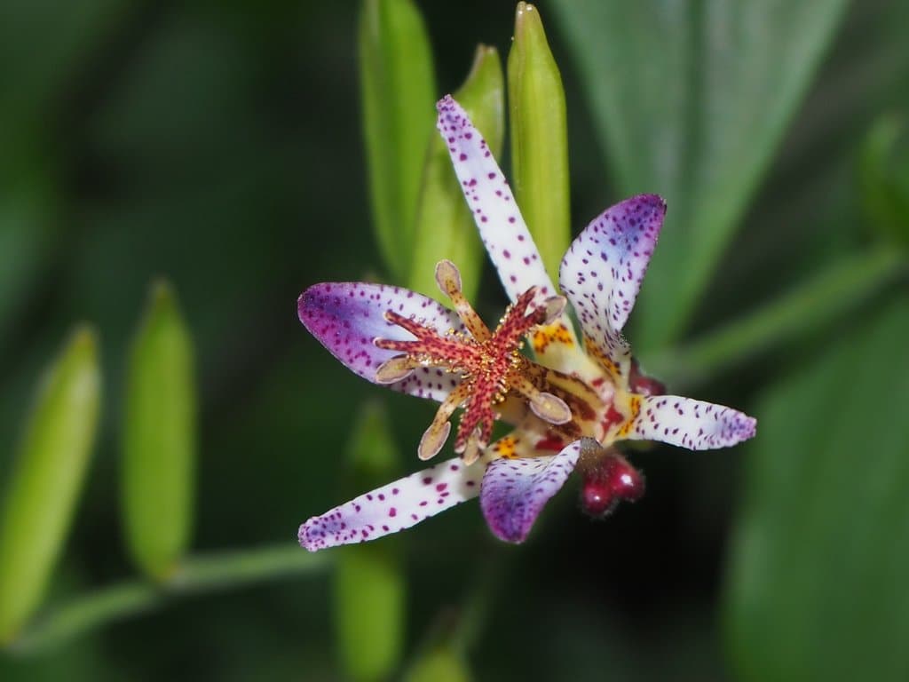 Tricyrtis formosana Baker