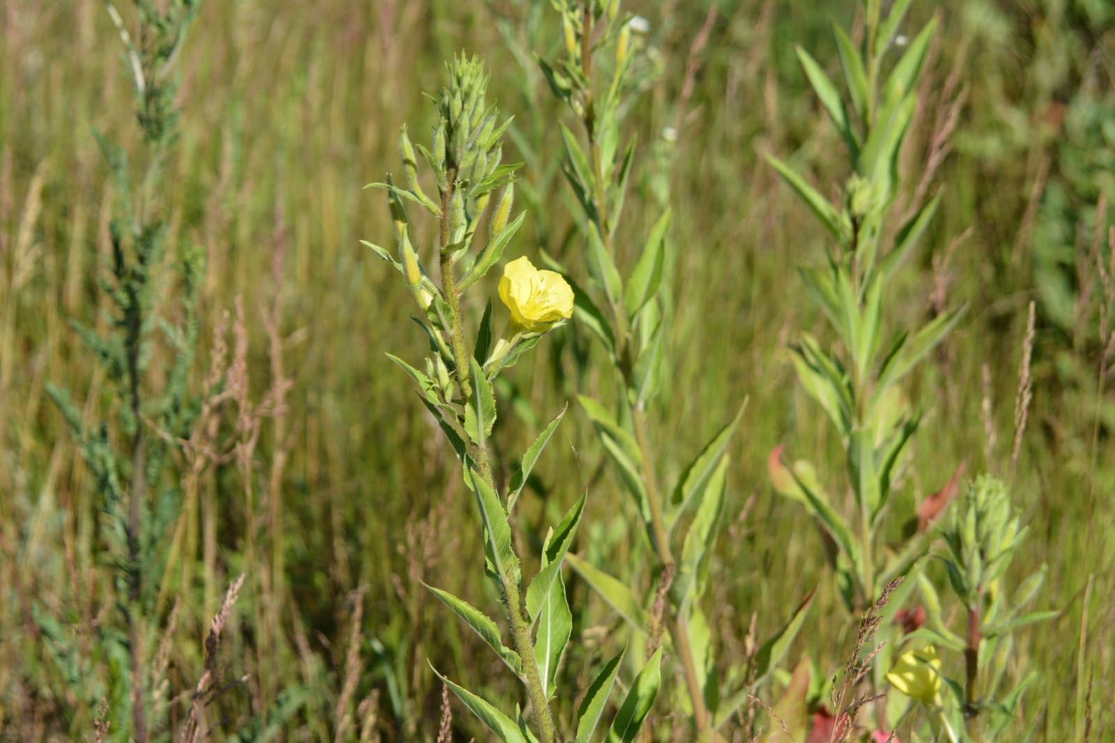 Oenothera ×ersteinensis H.P.Linder & R.Jean