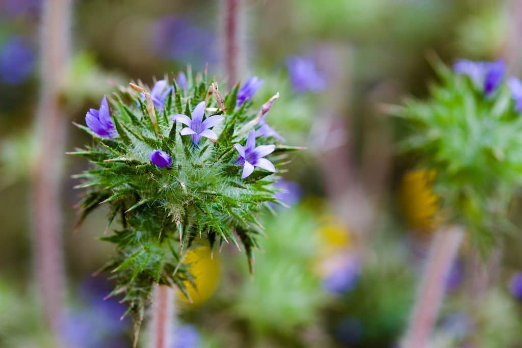 Navarretia squarrosa (Eschsch.) Hook. & Arn.