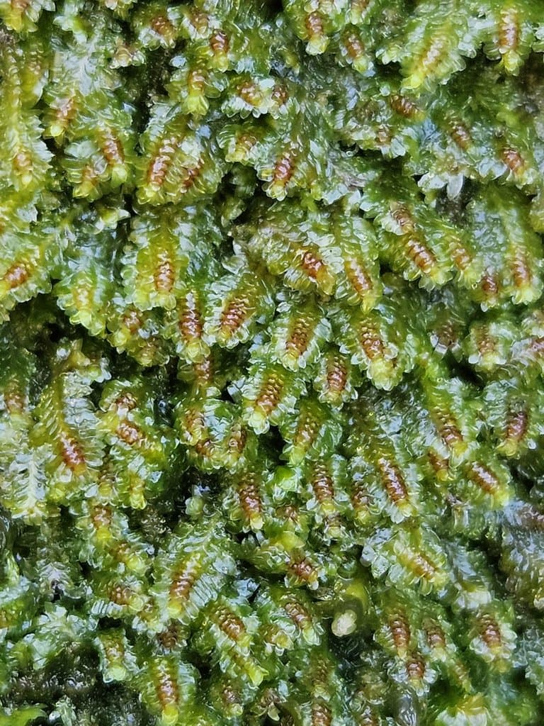 Diplophyllum albicans (L.) Dumort.