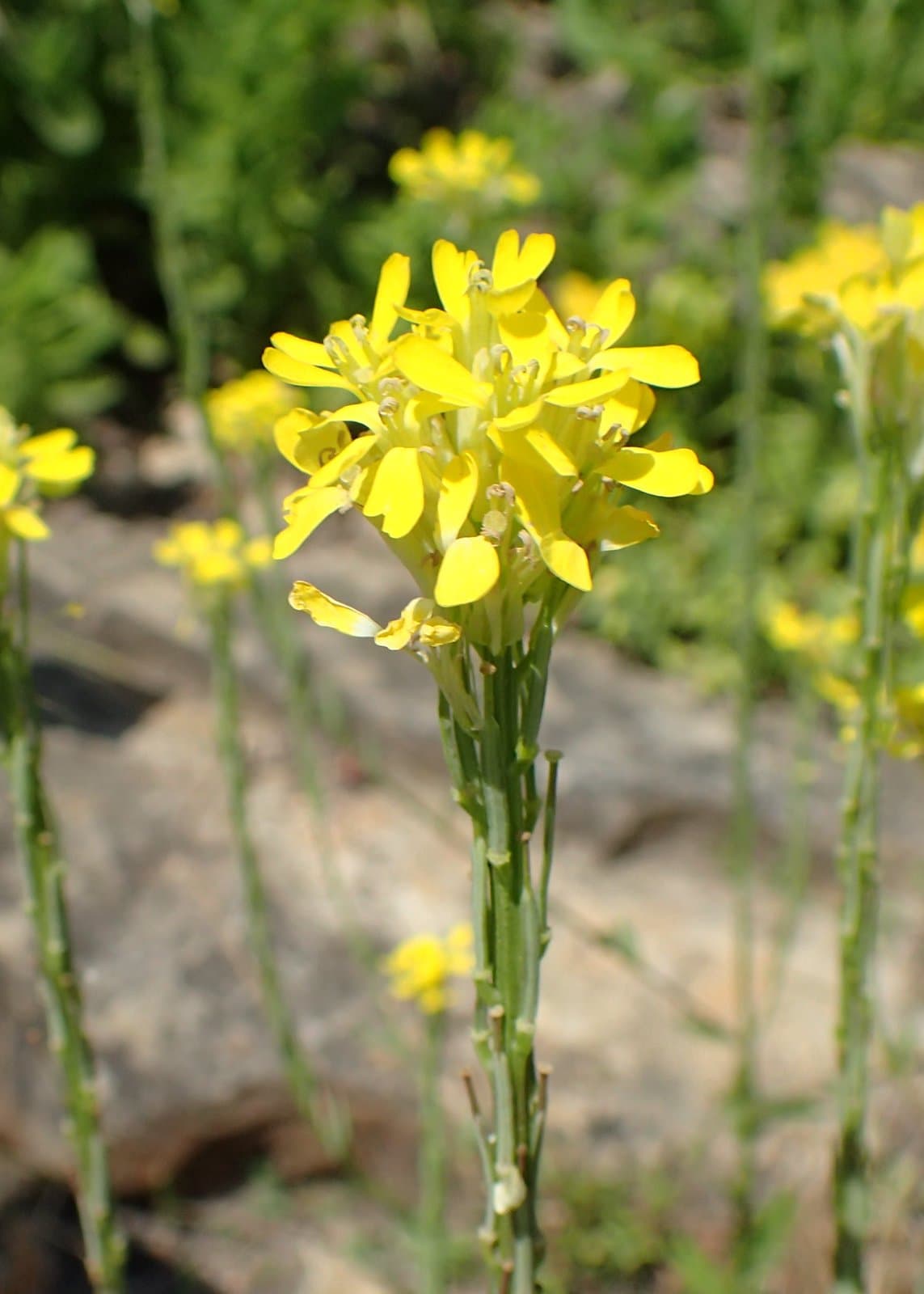 Erysimum cuspidatum (M.Bieb.) DC.