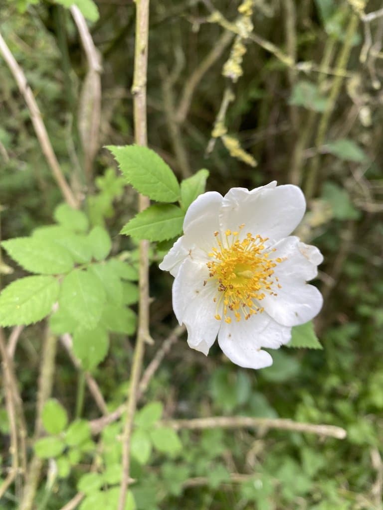 Rosa arvensis Huds.