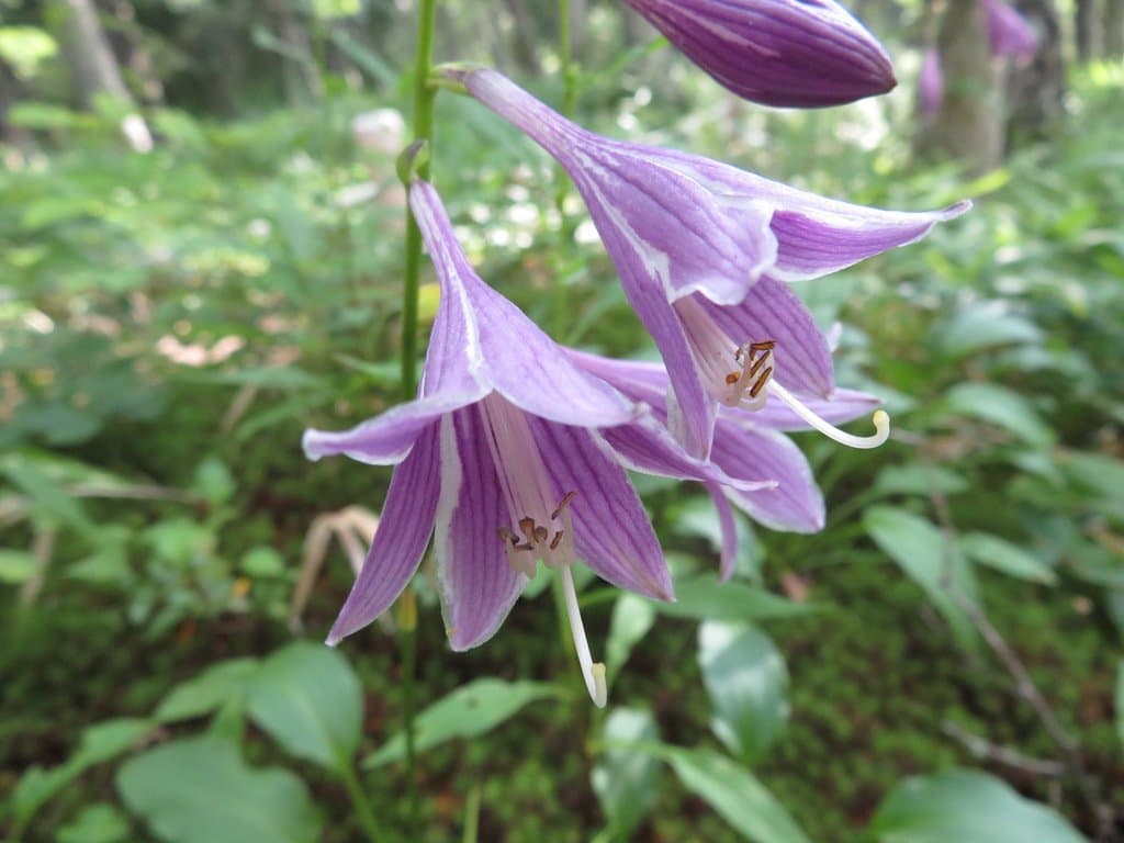Hosta sieboldii (Paxton) J.W.Ingram
