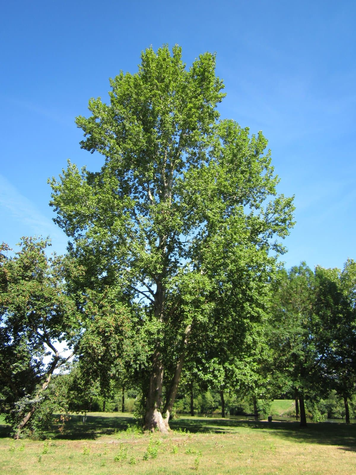 Populus ×canescens (Aiton) Sm.