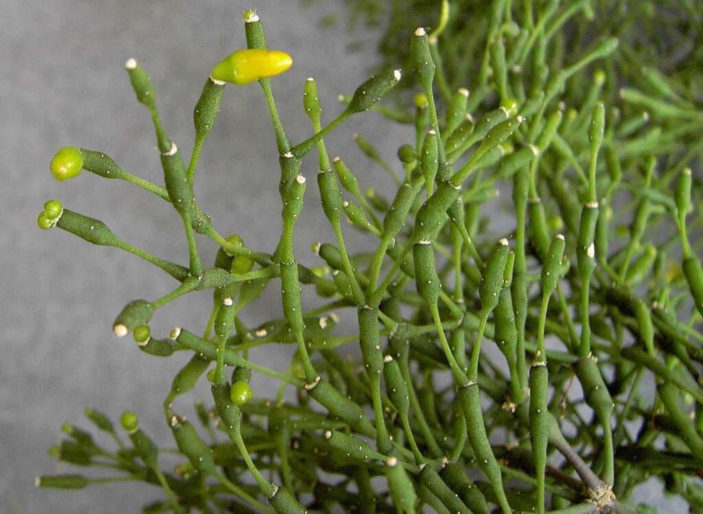 Hatiora salicornoides (Haw.) Britton & Rose