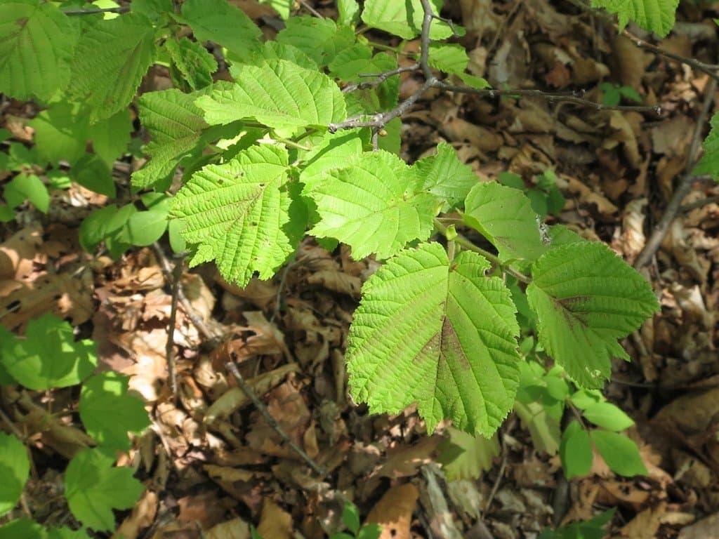 Corylus heterophylla Fisch. ex Trautv.