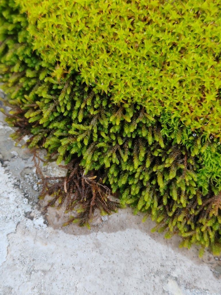 Syntrichia norvegica F.Weber