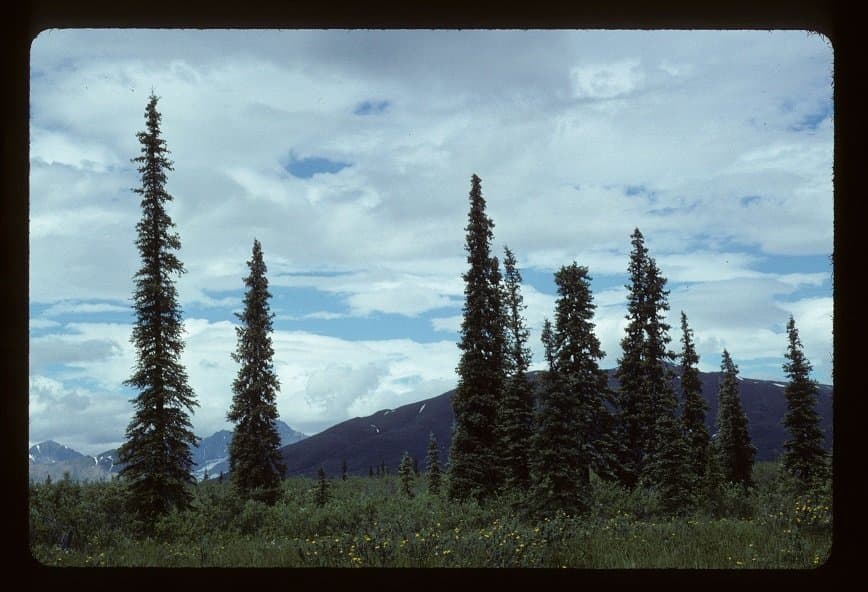 Picea glauca (Moench) Voss