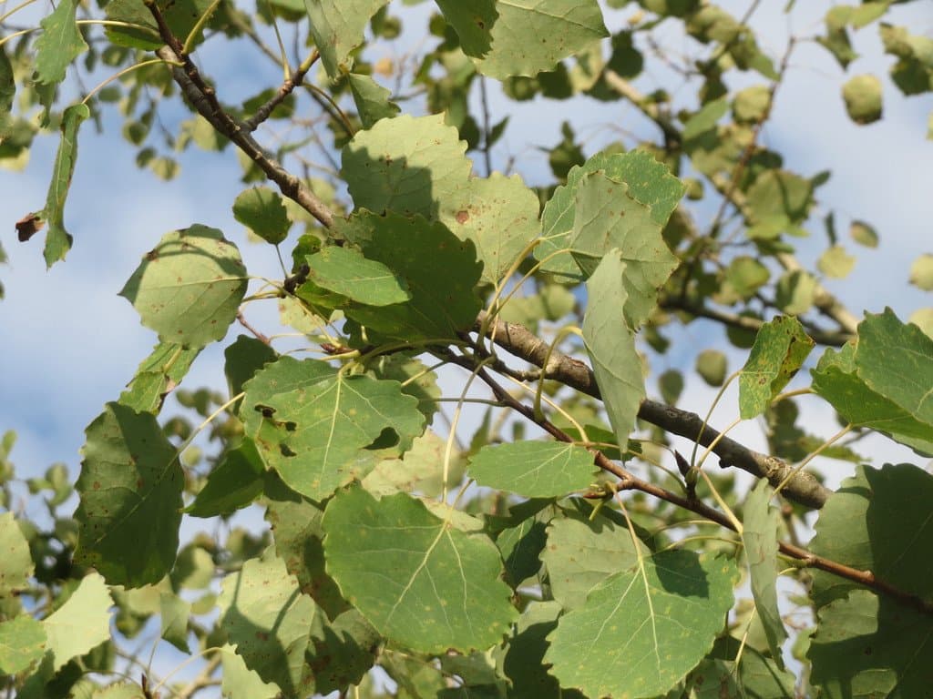 Populus tremula L.