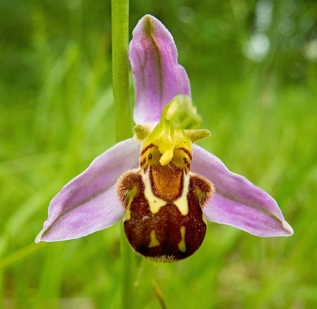 Ophrys apifera x sphegodes