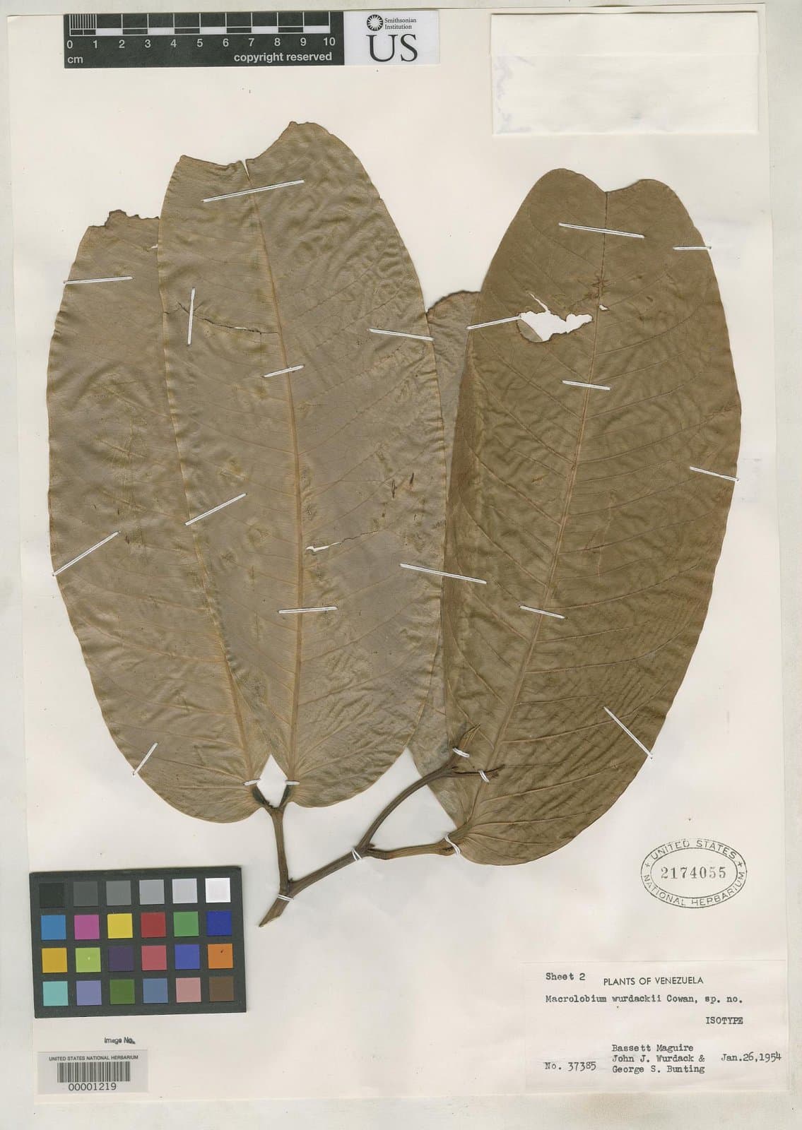 Macrolobium wurdackii R.S.Cowan