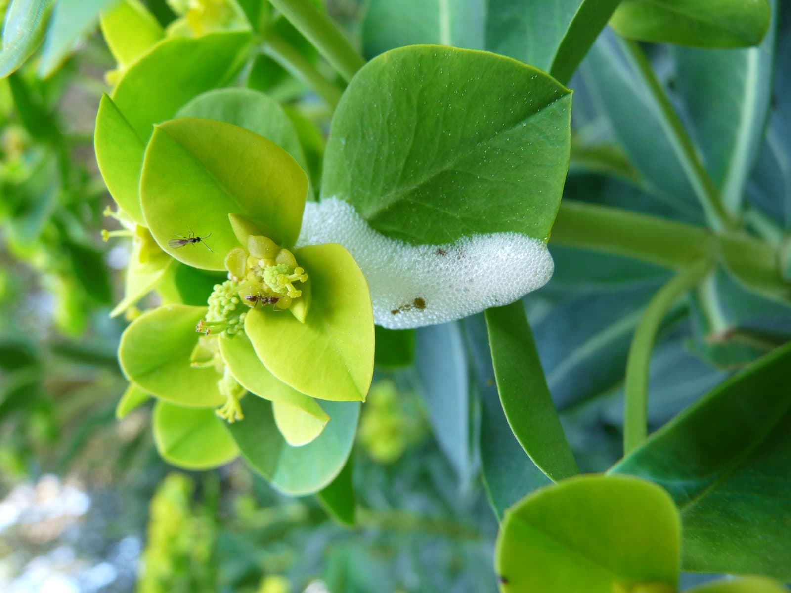 Euphorbia margalidiana Kuhbier & Lewej.