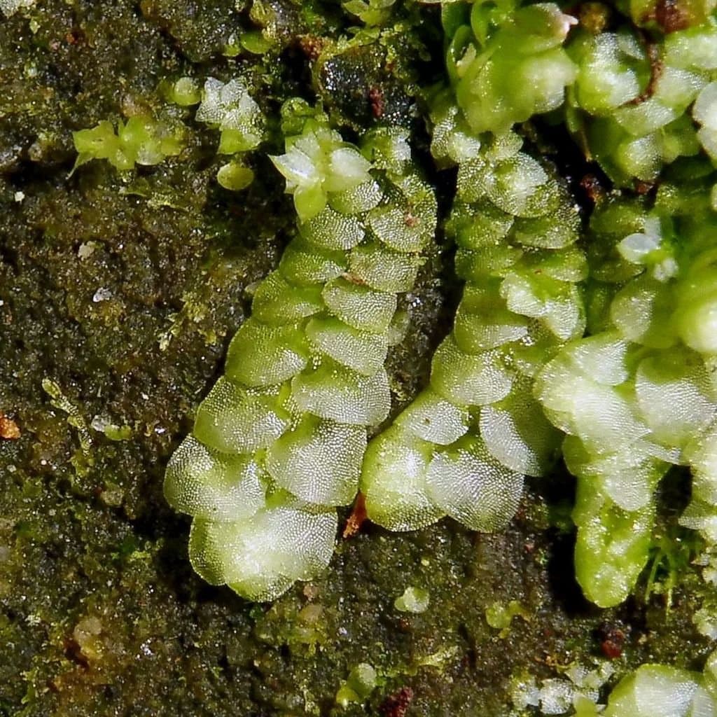 Calypogeia muelleriana (Schiffn.) Müll.Frib.