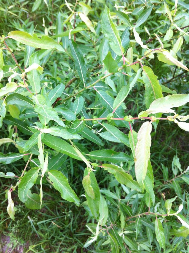 Salix eriocephala Michx.