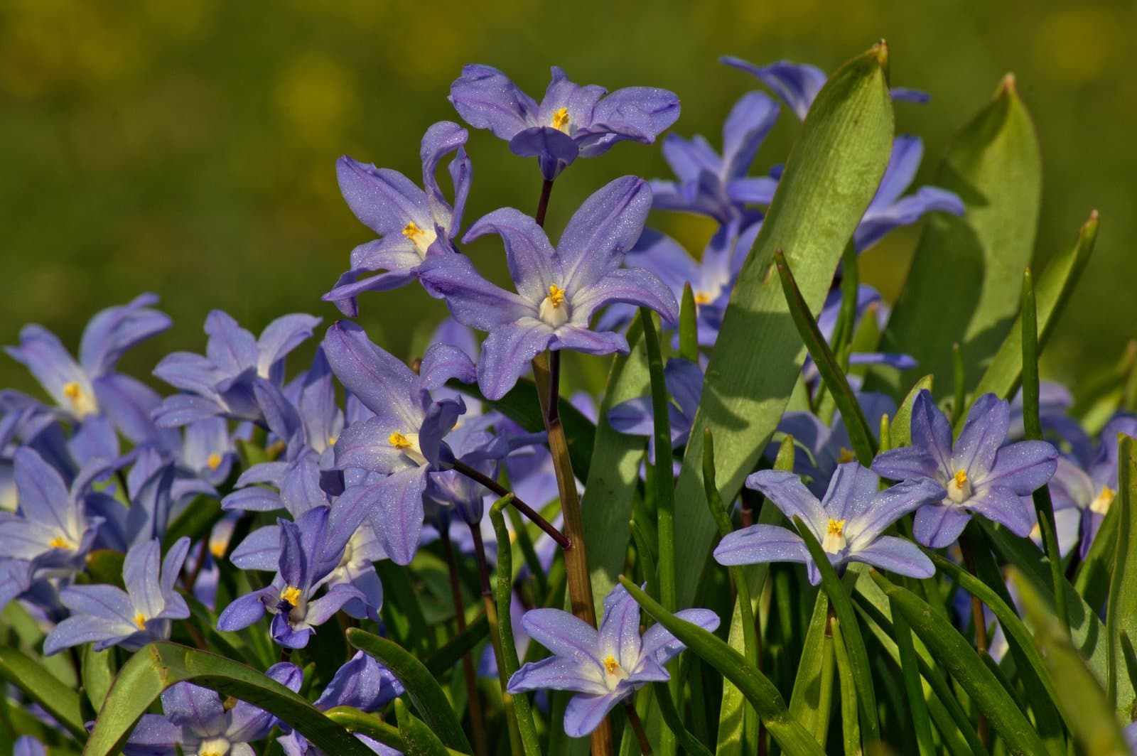 Scilla forbesii (Baker) Speta
