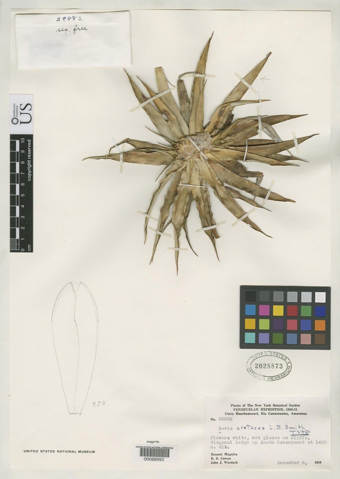 Navia cretacea L.B.Sm.