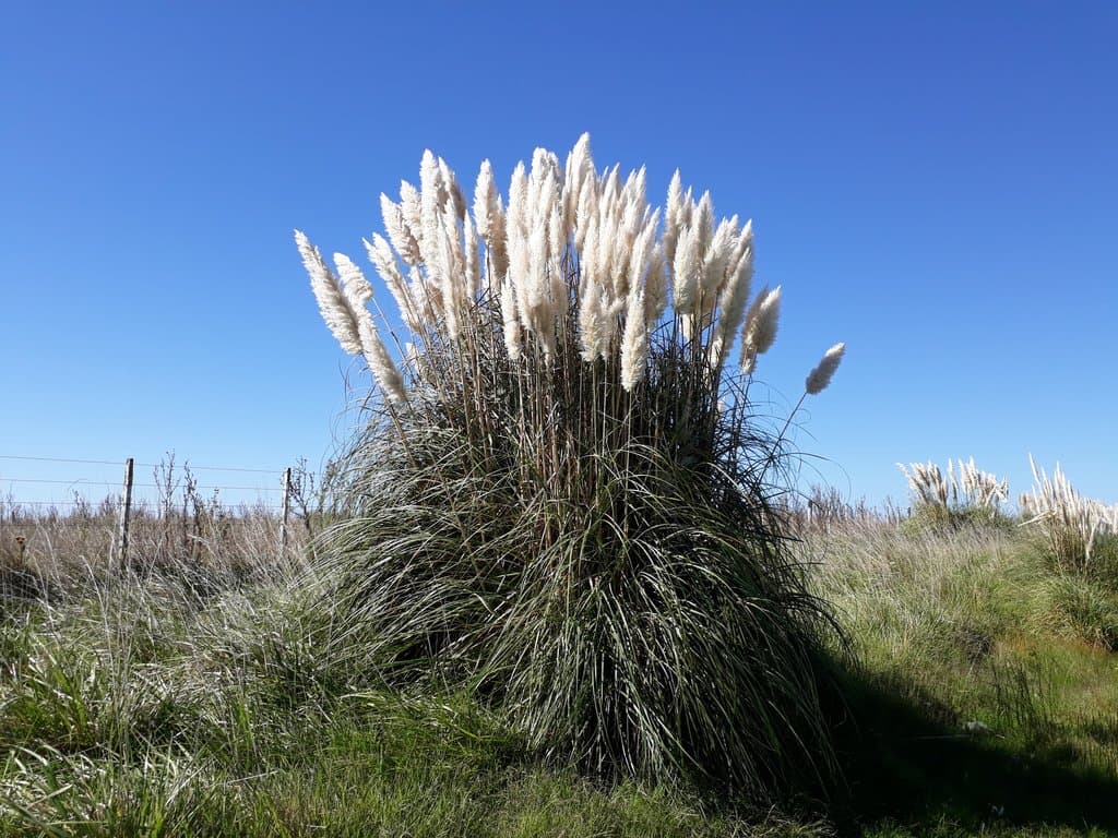 Cortaderia selloana (Schult. & Schult.f.) Asch. & Graebn.