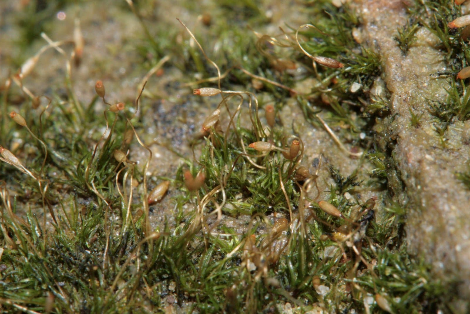 Campylostelium saxicola (F.Weber & D.Mohr) Bruch & Schimp.